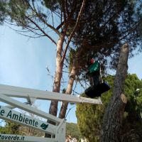 potatura-alberi-cagliari potatura-alberi-cagliari